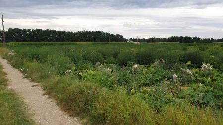 AMBROZIJA V OBČINI APAČE_JULIJ 2022_2